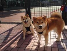 开云体育下载-东决关键战焦点战，拉齐奥拿下墨西哥，一场跨越文化的足球对话