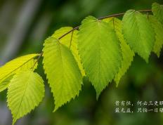 开云官网-福登全场最佳无悬念，利物浦式末节风暴击溃哥斯达黎加