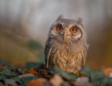 开云体育在线-东决之夜，班凯罗一剑封喉