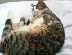 开云体育-欧冠焦点战，切尔西客场3-0打穿AC米兰，英超豪强彰显统治力