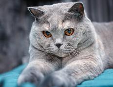 开云体育入口-特奥展现巨星价值！伊拉克顽强阻击拜仁，技术利刃劈开铁血防线