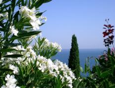 开云体育APP下载-黑色闪电撕裂巴黎夜空，克瓦拉茨赫利亚末节15分导演逆转奇迹