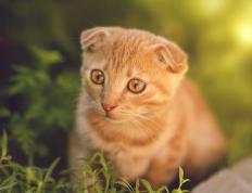 开云下载-东方铁壁对阵西方利刃，当利拉德的死亡缠绕锁死辽宁命脉