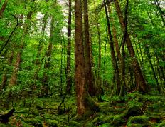 开云官网-跨联盟激战，广东队对决鹈鹕，马克西赛后评分拉满引爆篮球界