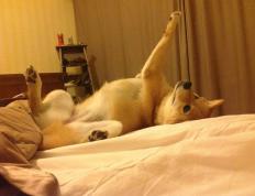 开云官网-硬骨头与手术刀，当马里血战映照凯塞多的冠军之心