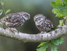 开云体育官方网站-球场新王当立！爱德华兹接管东决，公牛最后时刻惊险拔刺老鹰