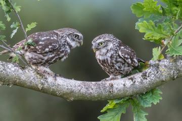 开云体育官方网站-球场新王当立！爱德华兹接管东决，公牛最后时刻惊险拔刺老鹰