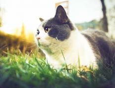 开云体育官网-跨界双响炮，当快船在NBA掀起风暴，克莱在意甲上演王者归来