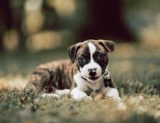 开云平台-双线并进，森林狼单节发威显威，恩比德统治级发挥再证MVP本色