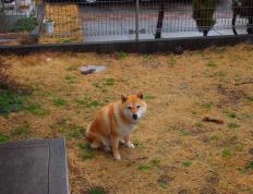 开云体育APP下载-穆勒爆发与蓝黑军团，欧洲足球对中国足球的双重映照