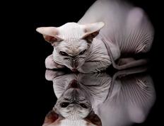 开云体育下载-杜兰特的应许之地，布克奥运关键战的全能封神夜