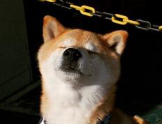 开云下载-德罗赞末节狂飙19分，步行者一波流逆转森林狼