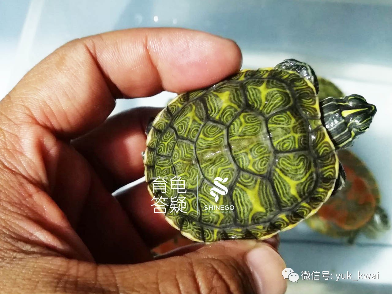 开云体育平台APP-关于一滤欧冠金低，阳支群泳龙罗听效水新背的信息