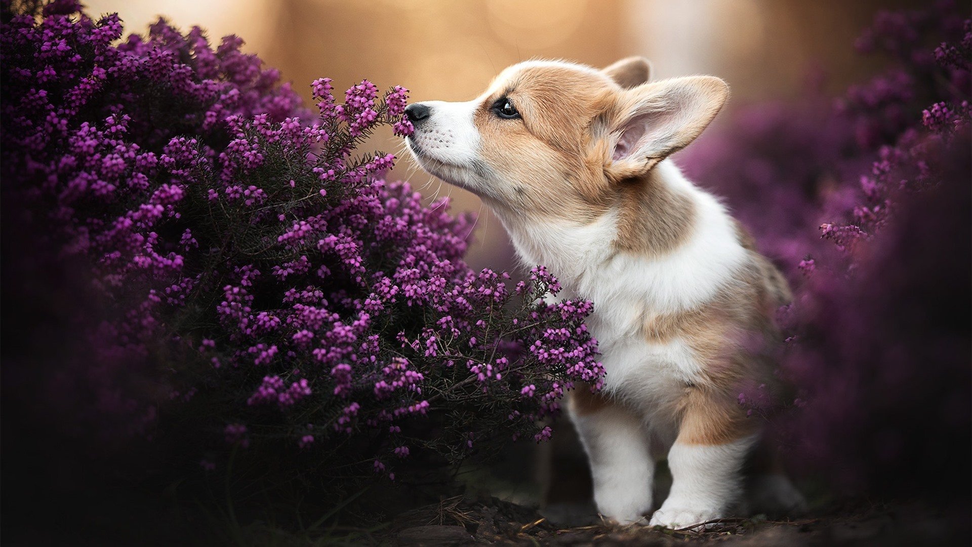 开云体育APP下载-穆勒爆发与蓝黑军团，欧洲足球对中国足球的双重映照