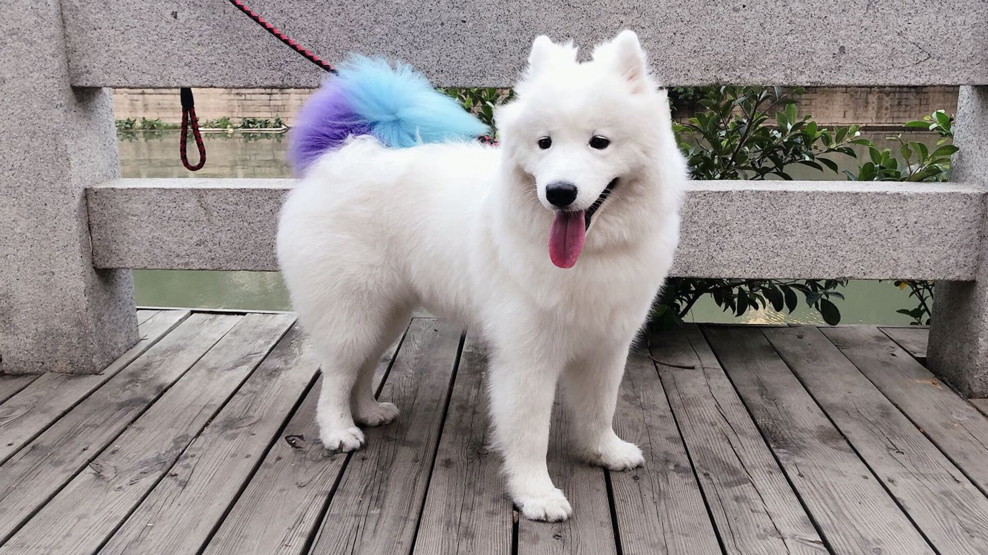 开云体育官方网站-塔图姆50分血洗麦迪逊！绿军王牌让尼克斯主场鸦雀无声