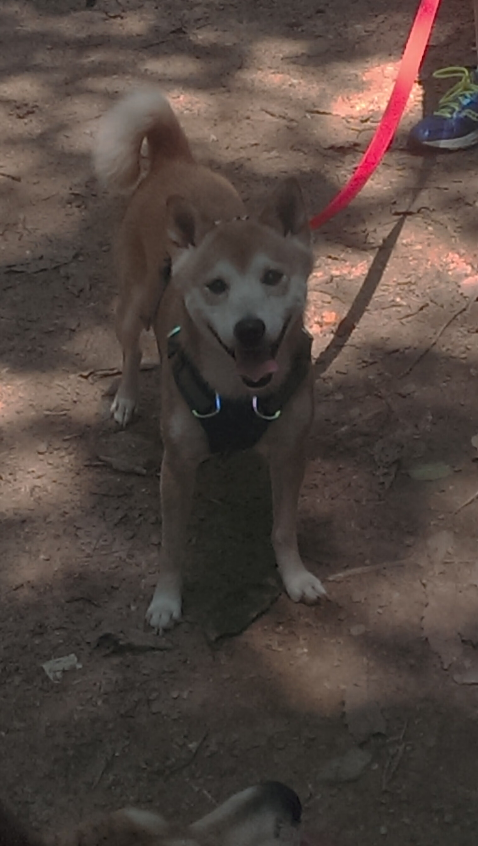 开云体育登录-奥运关键战之夜，苏亚雷斯的神奇表演令对手完全无解