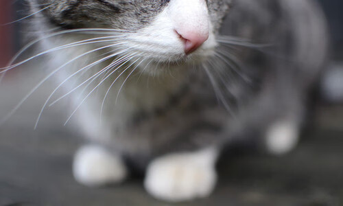 开云体育在线-恩比德一柱擎天，鹈鹕淘汰赛鏖战过关，关键先生定鼎乾坤