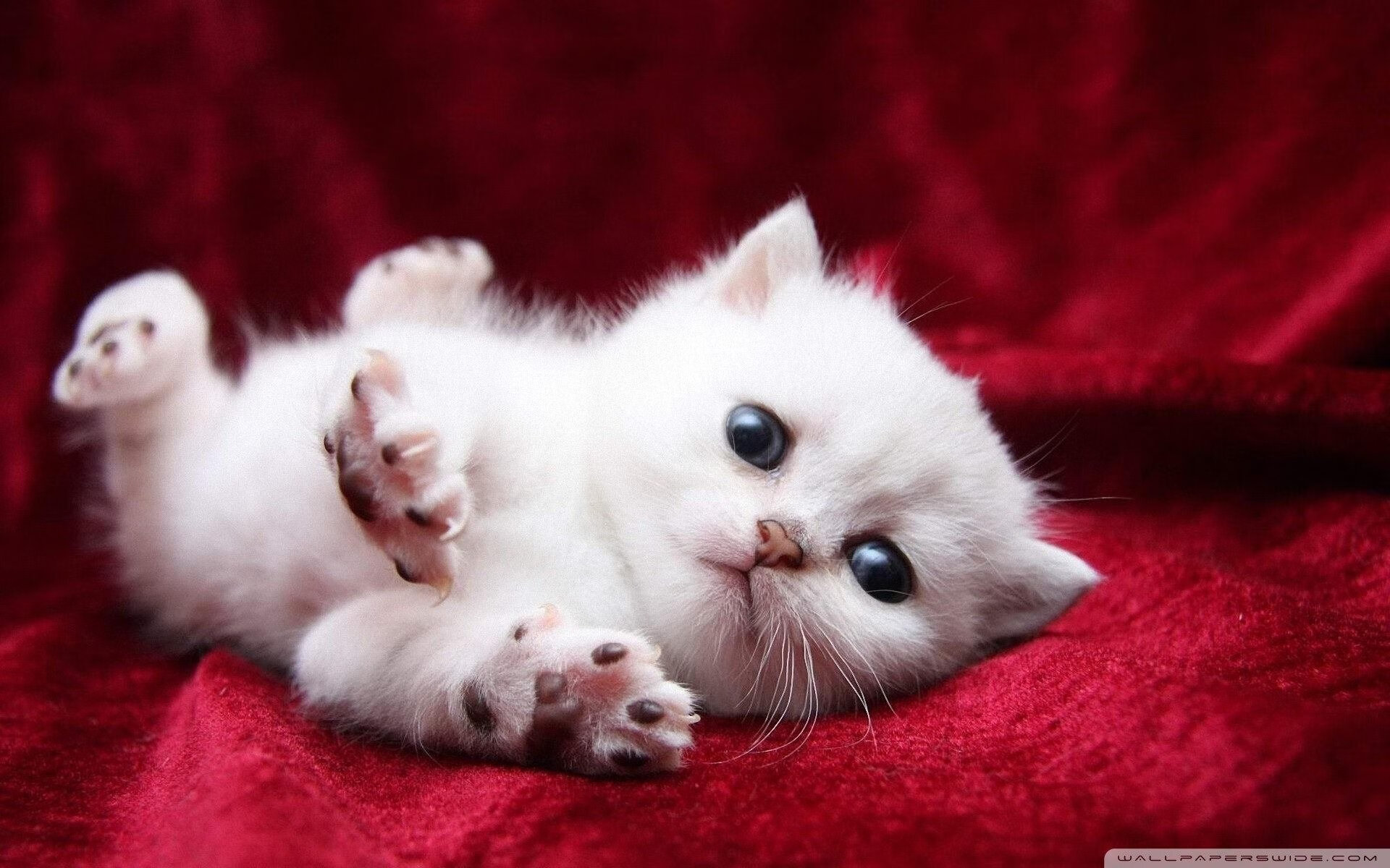 开云下载-篮网险胜上海队,马克西在美加墨世界杯接管比赛,篮球之夜的全球交响