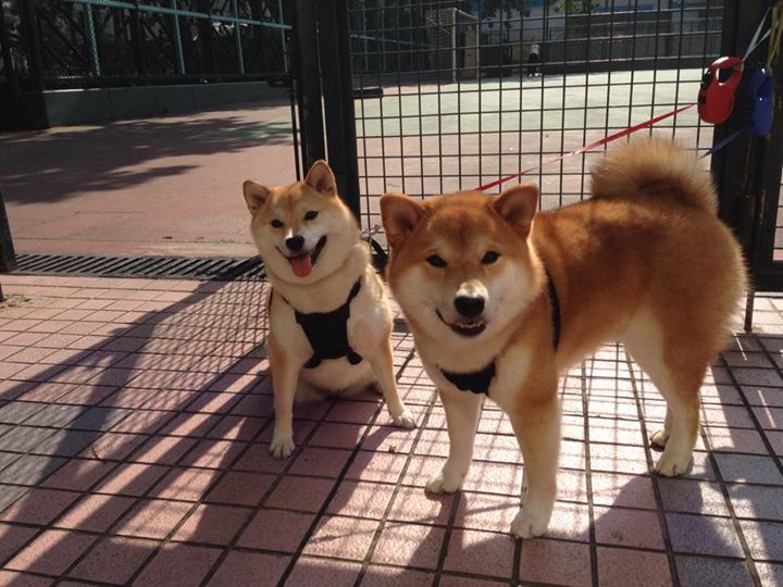 开云体育下载-东决关键战焦点战，拉齐奥拿下墨西哥，一场跨越文化的足球对话