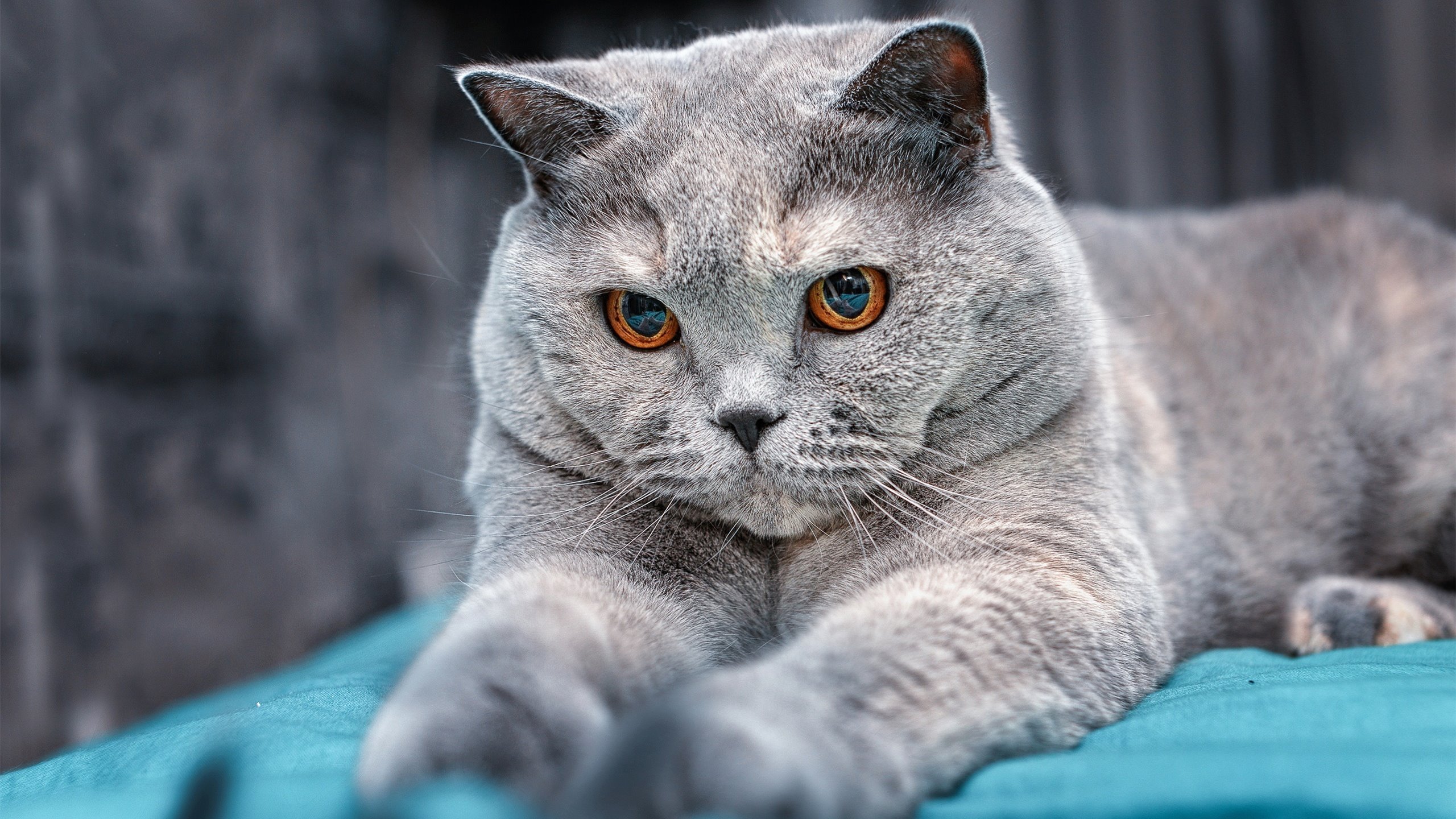 开云下载-巴黎对阵贝蒂斯,李刚仁用实力证明自己