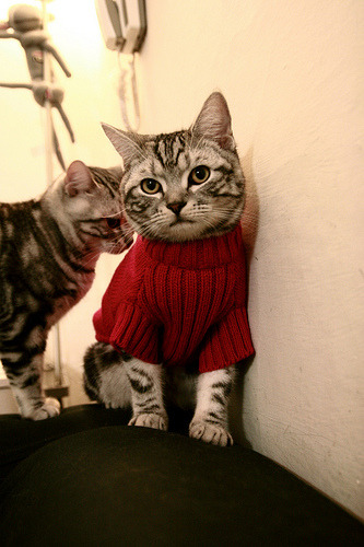 开云体育app-风暴眼，塔图姆的救赎雷霆的崛起，与吉林队的冬日启示录