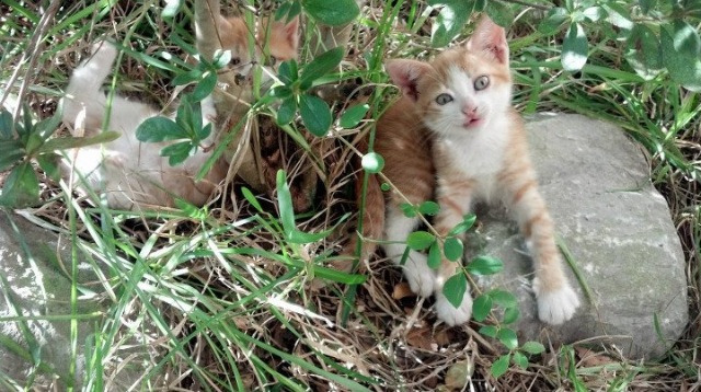 开云体育中国-萨卡的冠军级表演与瑞士一波流，个体英雄与团队胜利的交响曲
