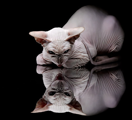 开云体育-穆勒的完美之夜,尼斯的终结之刃