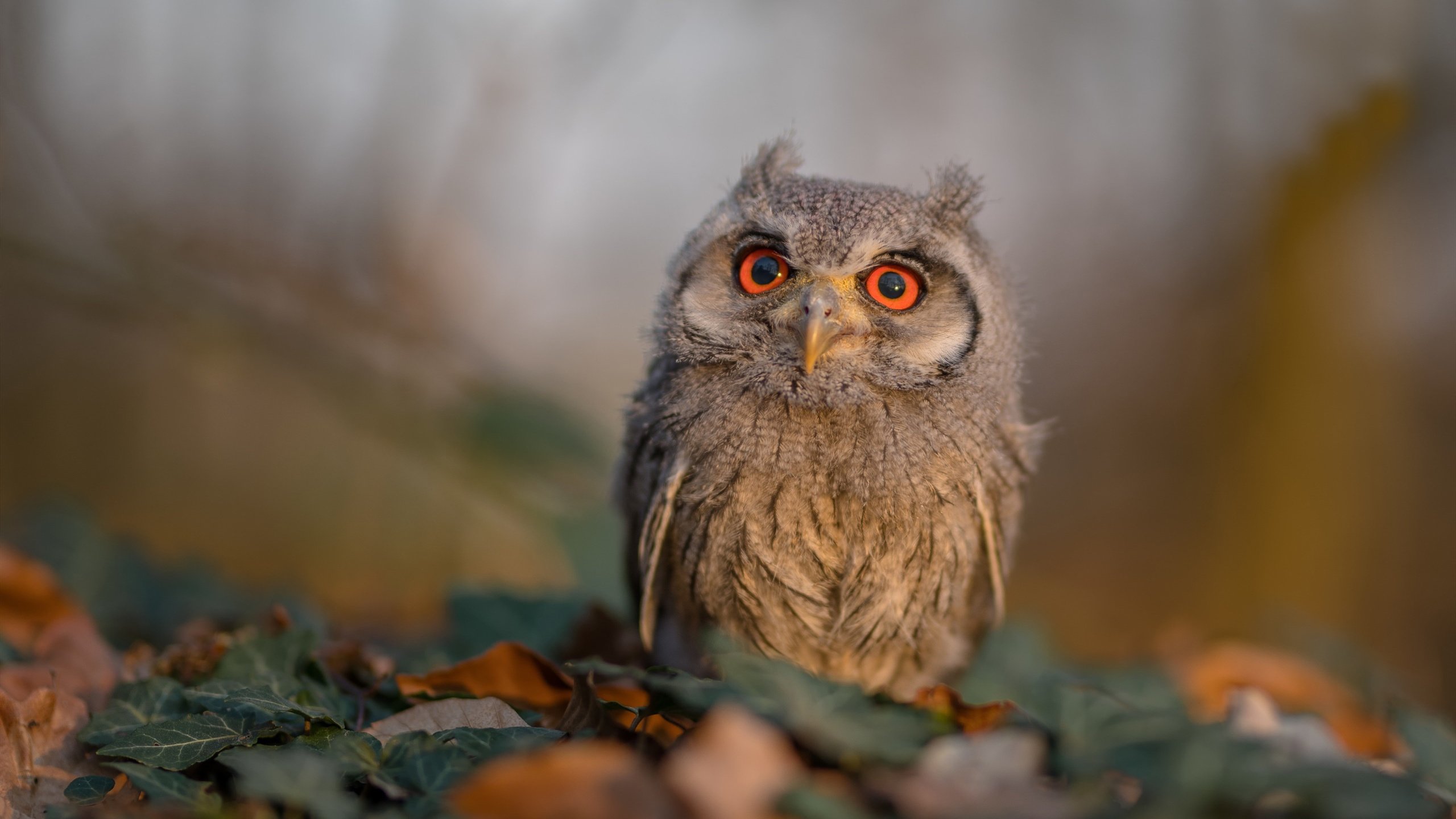 开云体育下载-逆袭与屠戮，奥利维耶爆发，亚特兰大粉碎法兰西神话
