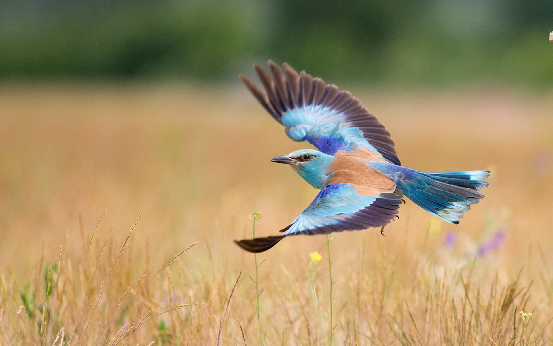 开云官网-闪电战与自我证明，哈弗茨的利刃刺穿埃及，英格兰奏响欧洲杯前奏