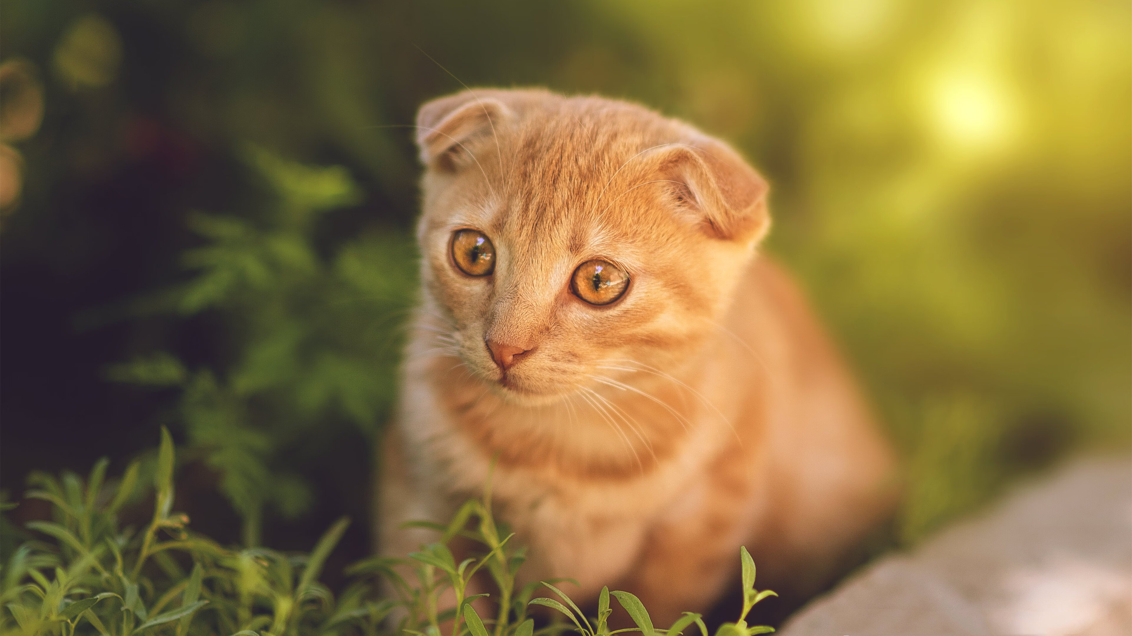 开云下载-东方铁壁对阵西方利刃，当利拉德的死亡缠绕锁死辽宁命脉