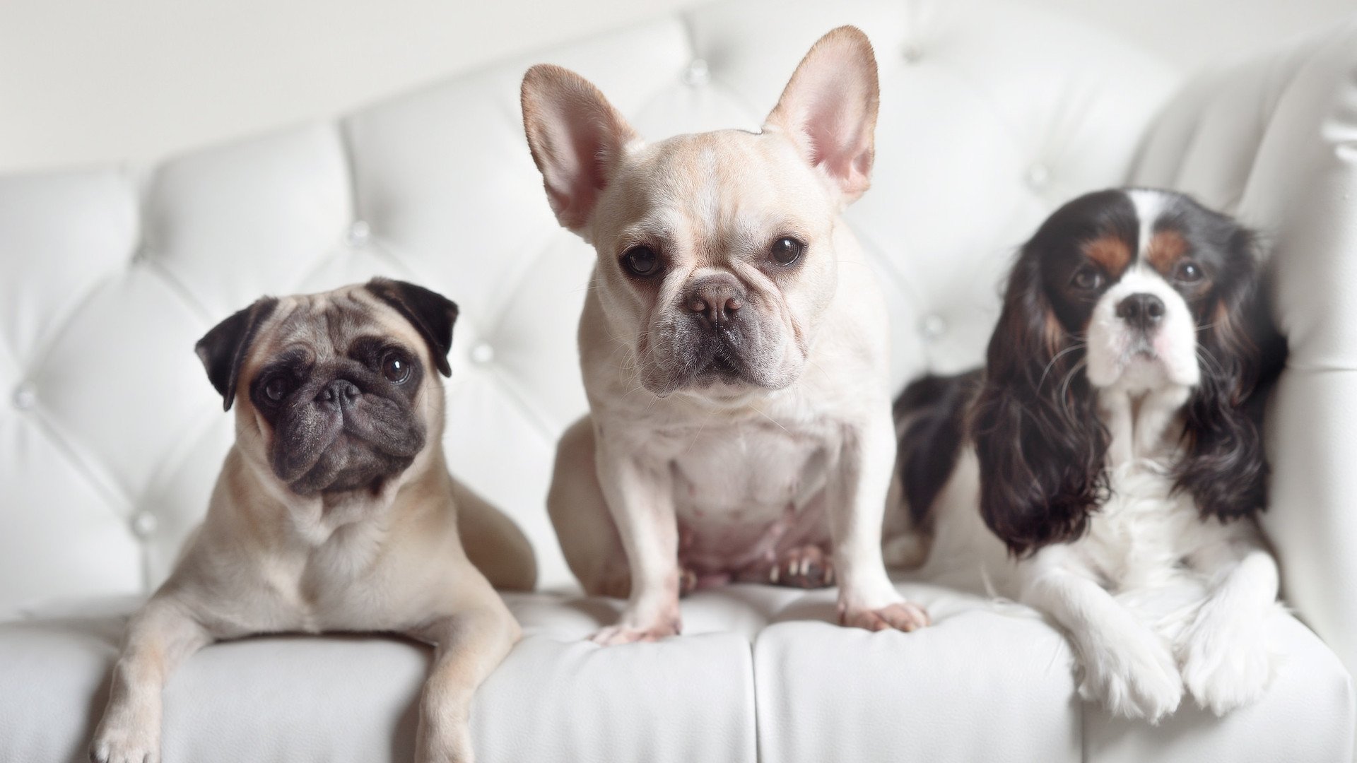 开云体育官网-东决关键战之夜，当进攻之矛化为白鹰的利爪，武切维奇锁死联盟最快之刃