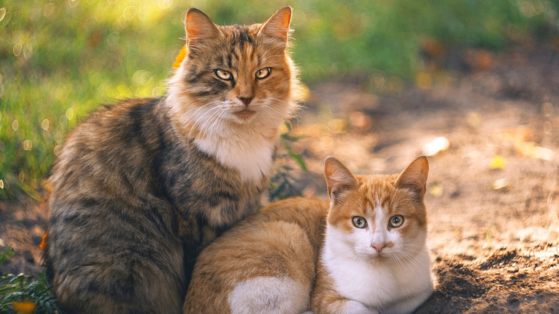 开云体育登录-潮涌莱茵河，莱比锡狂胜瑞士劲旅，德甲争冠战再起波澜
