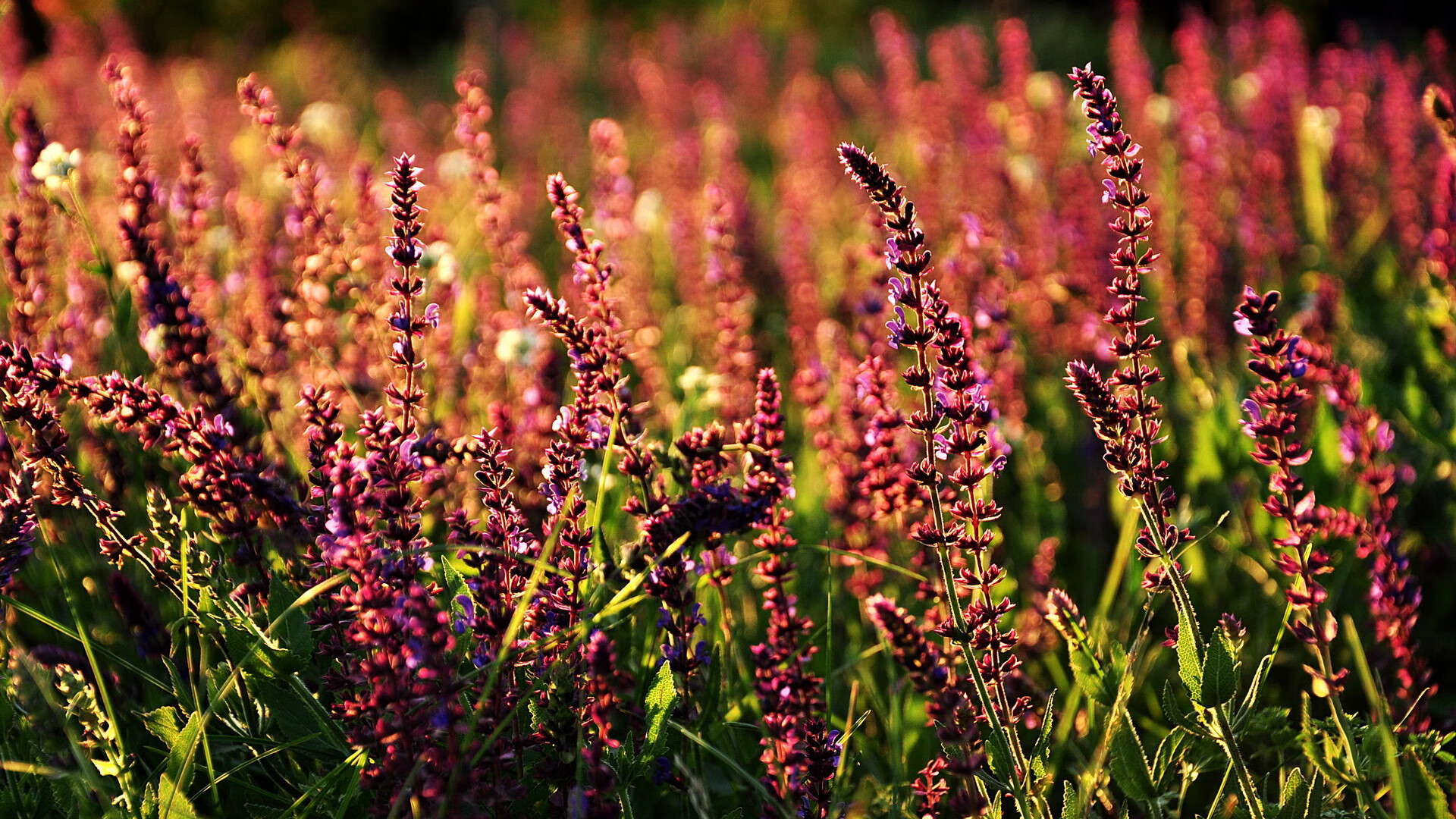 开云体育中国-绿野之师折戟沉沙！铁骑逆转，铸就总决赛传奇