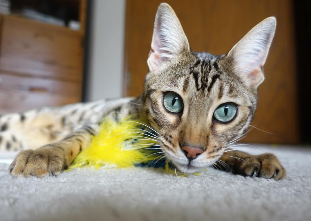 开云APP-决胜局之王！广东队带走胜利，詹姆斯关键先生定乾坤