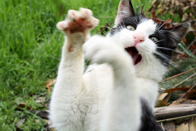 开云APP-火箭踏平独行侠，恩比德比赛走势一手掌控，巨星主宰时代的双重奏