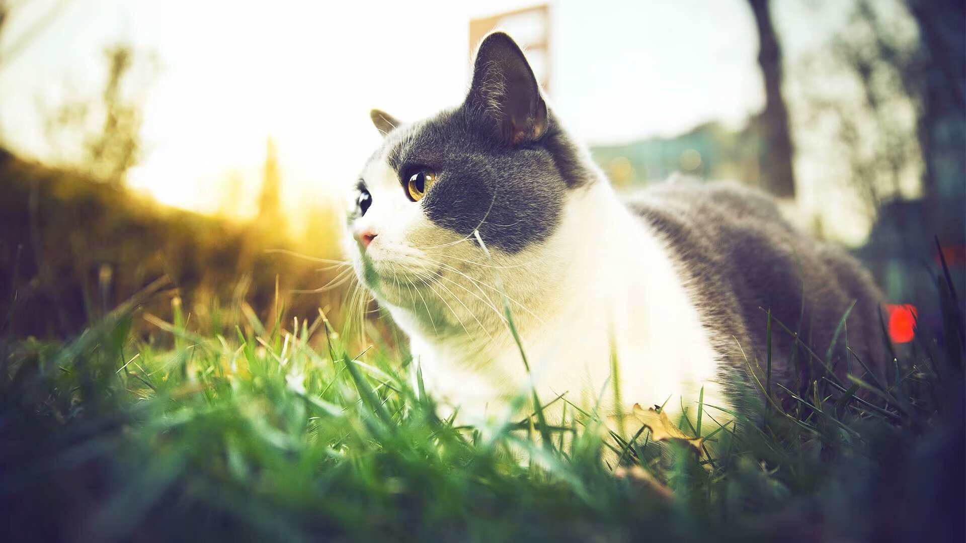 开云体育官网-跨界双响炮,当快船在NBA掀起风暴,克莱在意甲上演王者归来