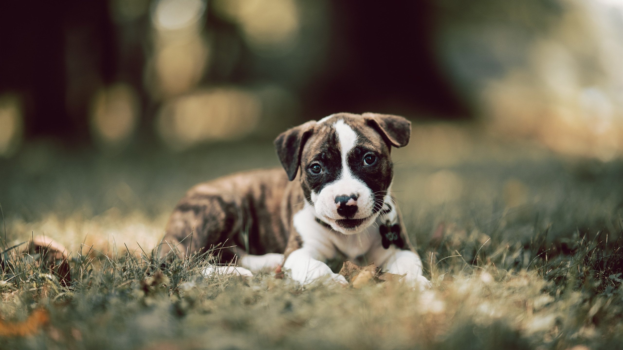 开云平台-双线并进，森林狼单节发威显威，恩比德统治级发挥再证MVP本色
