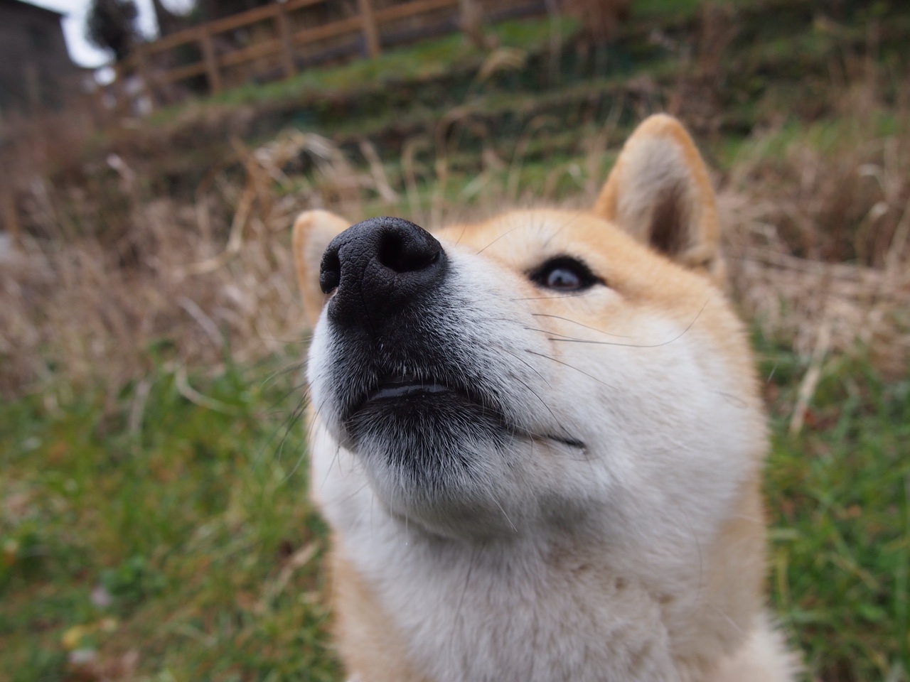 开云官网-伊布绝杀定乾坤！莱比锡红牛1-0险胜佛罗伦萨，欧冠小组赛现神来之笔