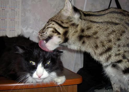 开云体育中国-巴雷拉爆发引领逆转，洪都拉斯神锋绝杀莱比锡红牛